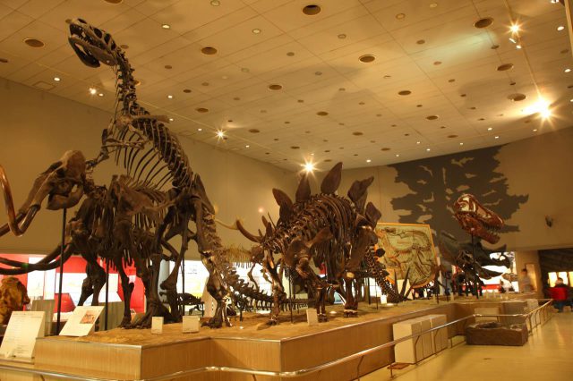 Museo de Historia Natural de la Ciudad de Osaka