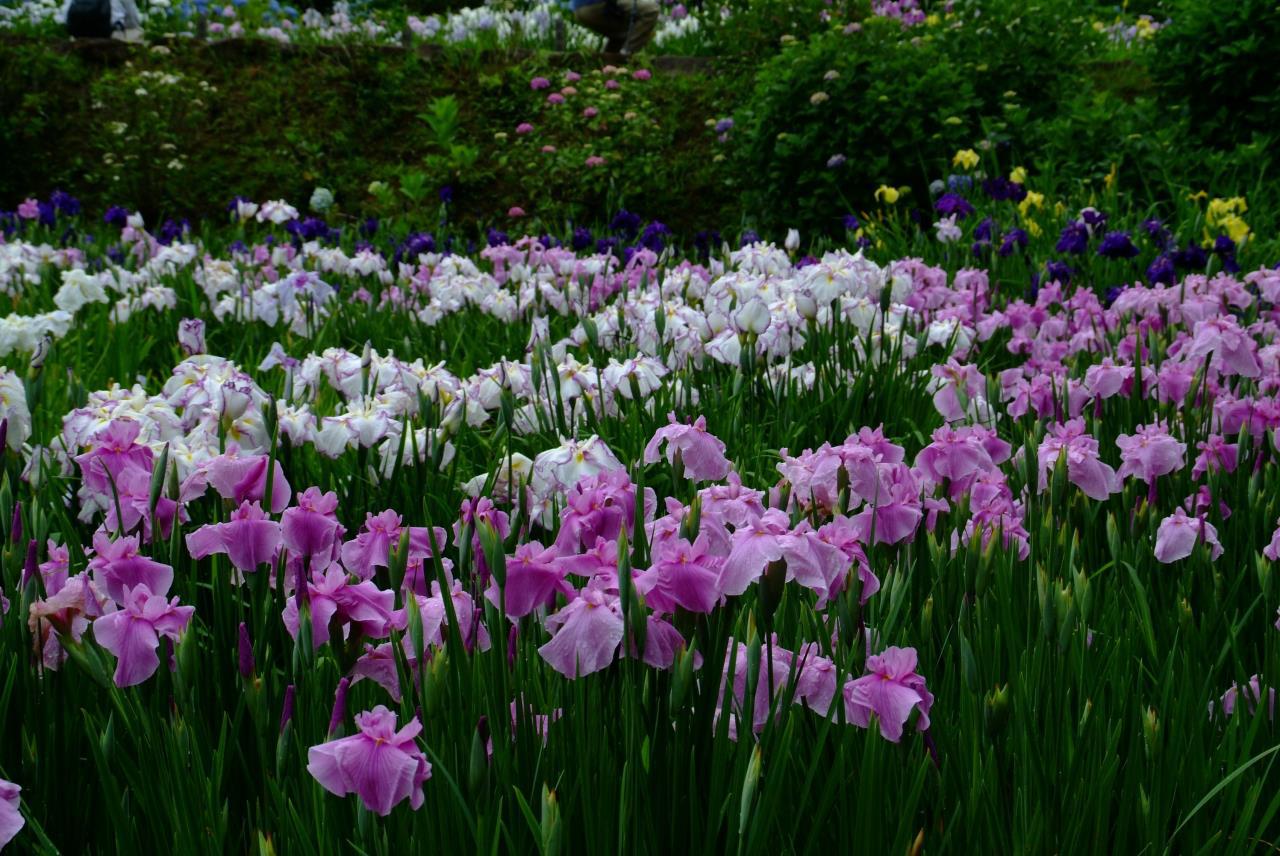 Jardin d'iris de Hana no Sato Takitani