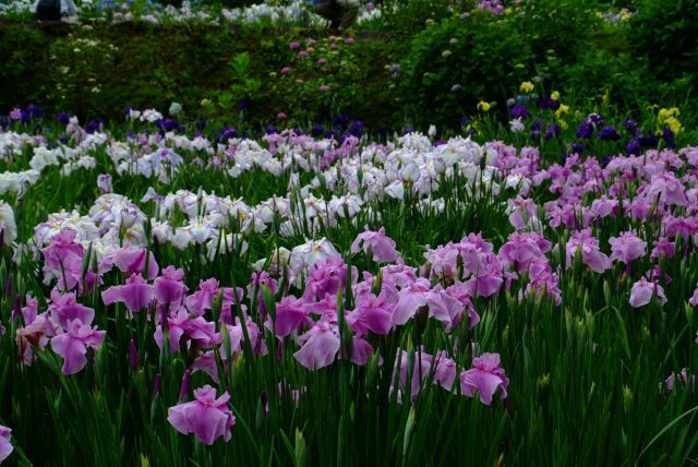 Jardín de Iris Hana no Sato Takitani