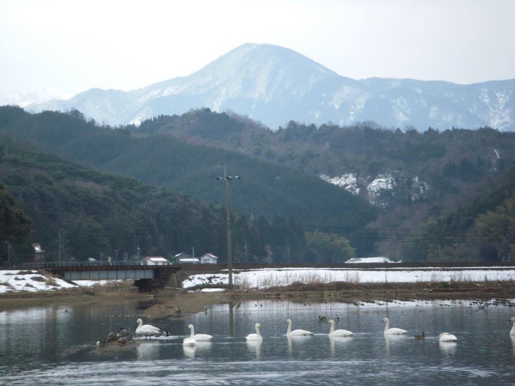 Estanque Nikko