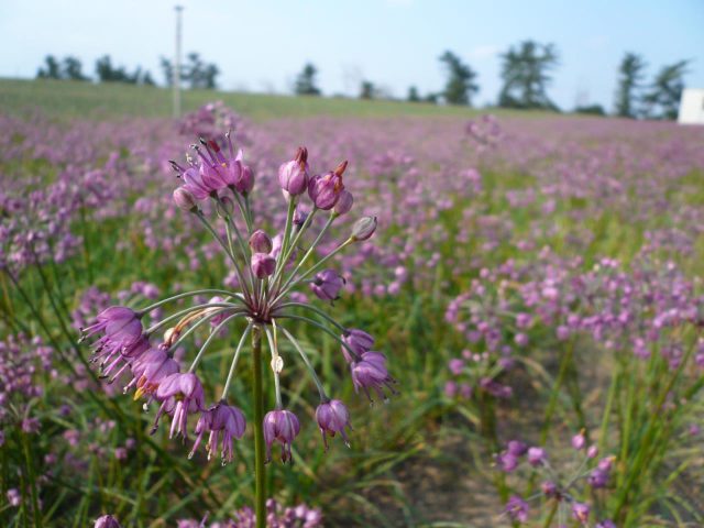 Champ de Rakkyo (Dunes de sable de Fukube)