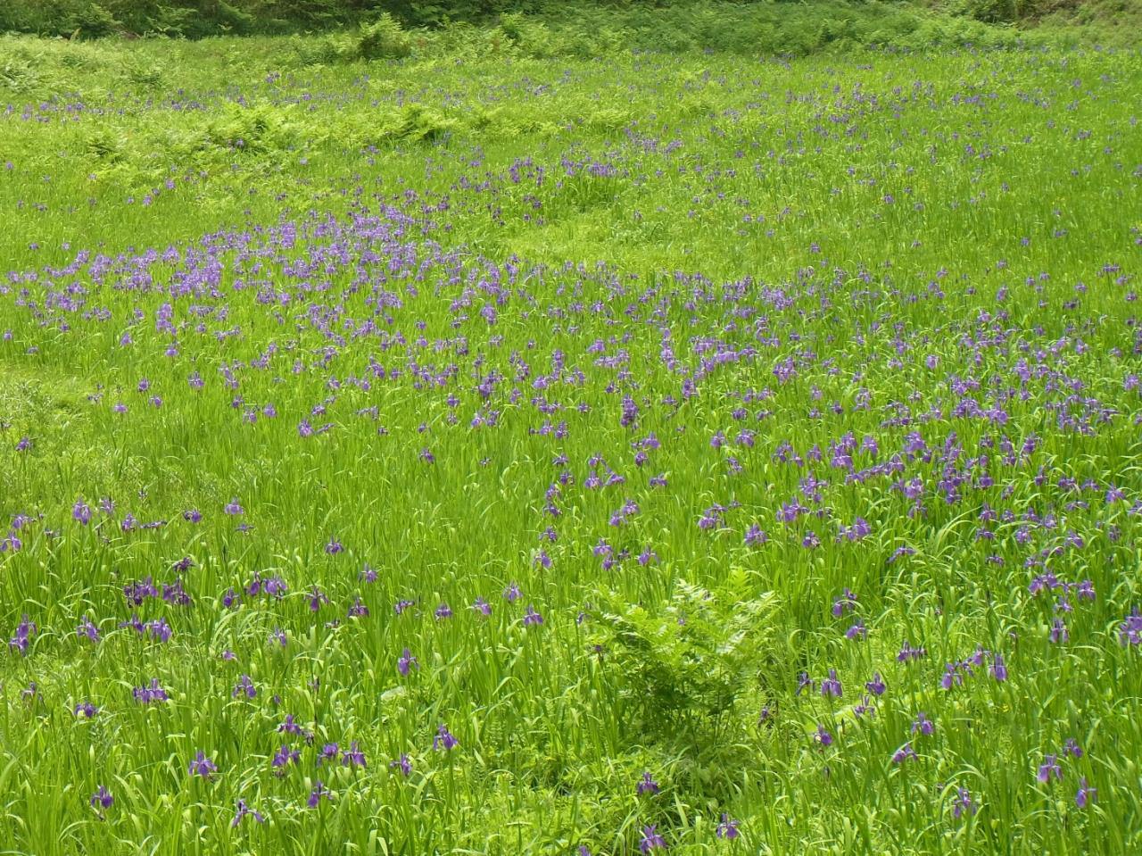 Zones humides de Karakawa (colonie d'Iris Iris)