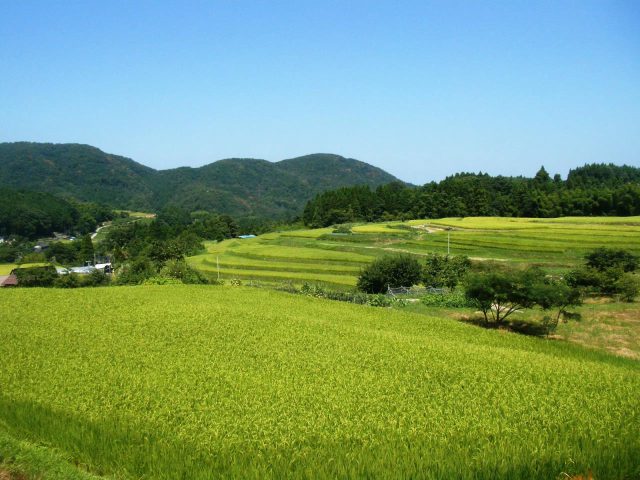 Terrazas de arroz de Yokoo