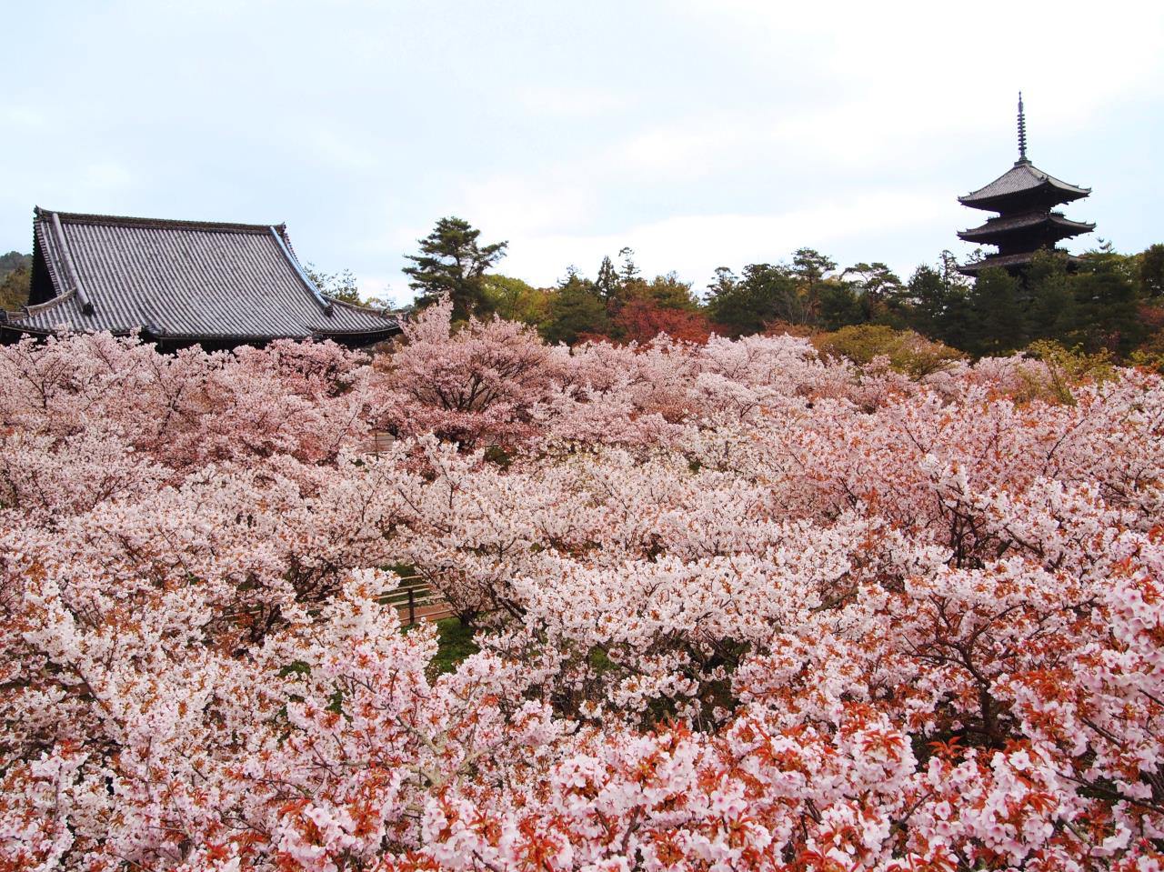 Ninna-ji Temple