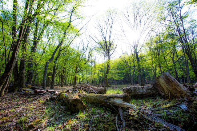 Randonnée pédestre dans la forêt de Relaxia sur le plateau de Mineyama