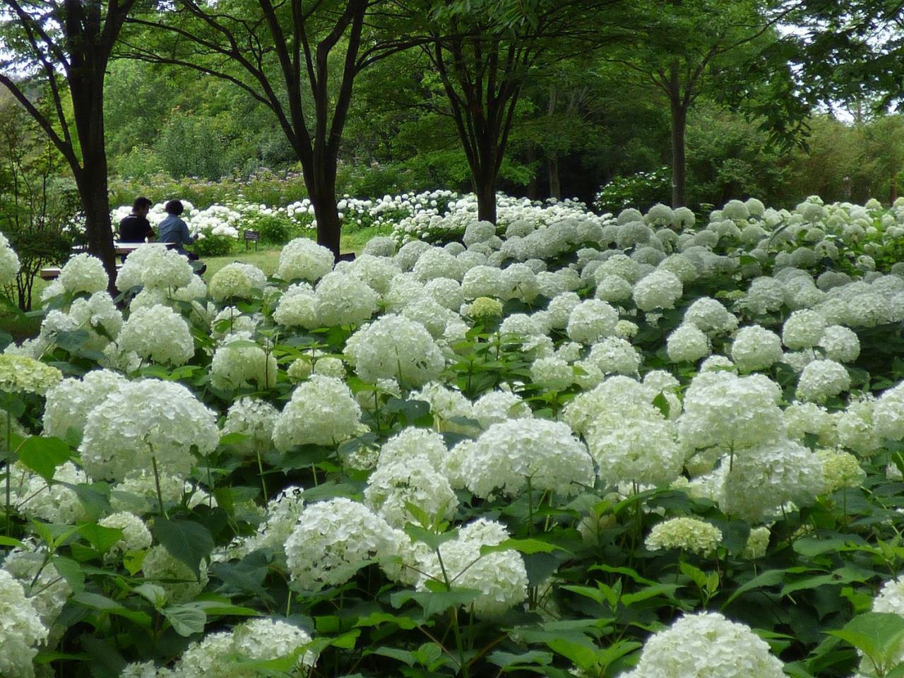 Arboretum municipal de Kobe