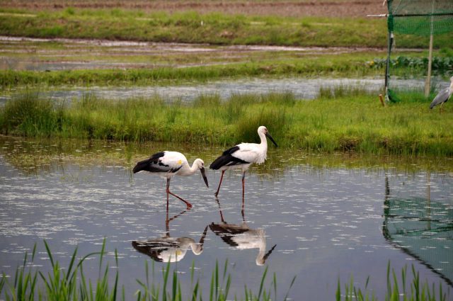 Oriental White Stork Observation Tour (with private English guide)