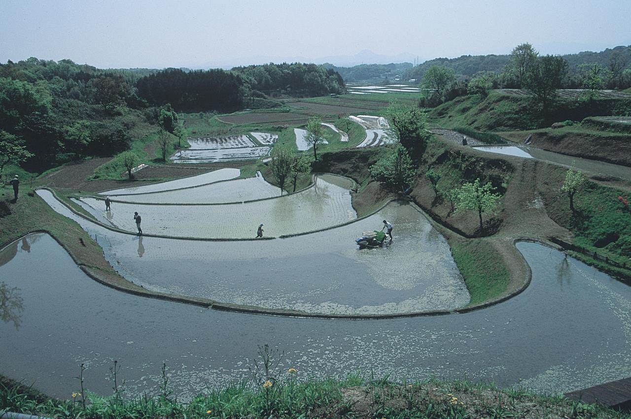 扇木梯田