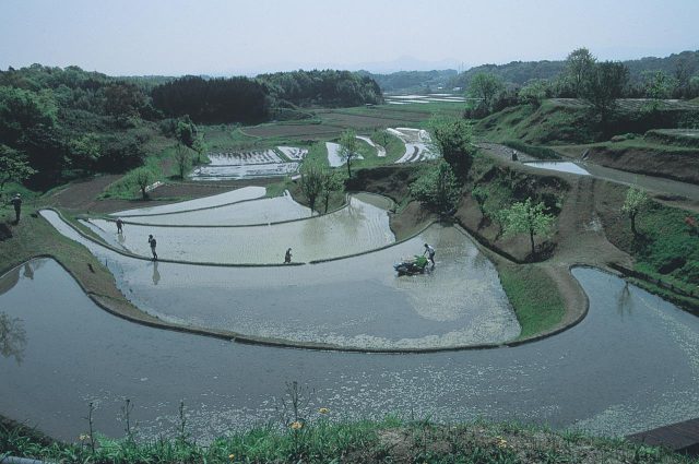 Rice Terraces of Lake Biwa's Southwest Shore