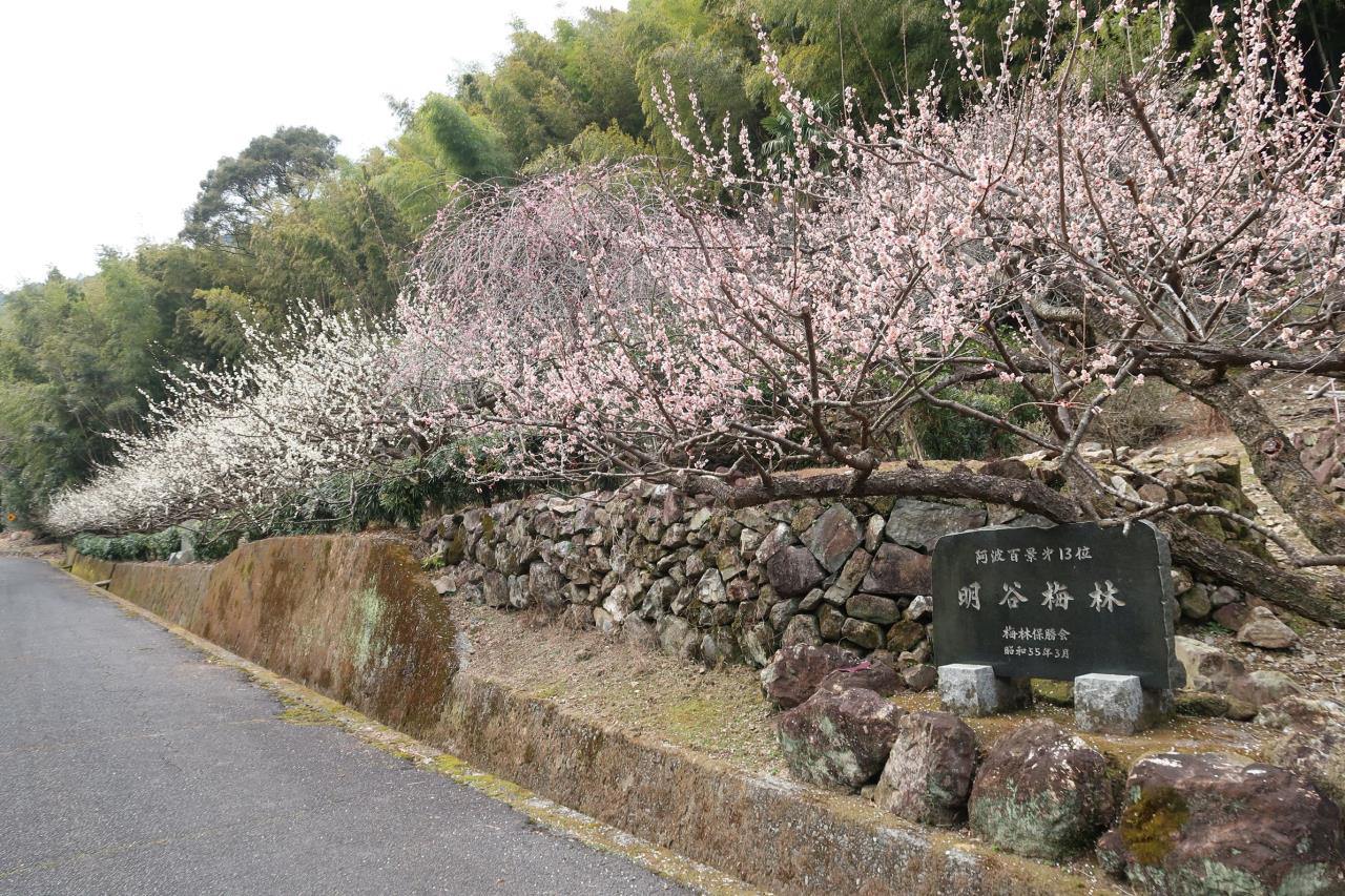 Akadani Plum Grove Reiwaen