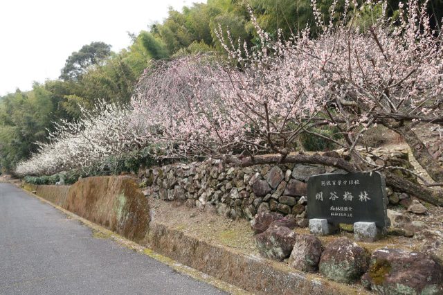 Akiya Plum Grove Reiwaen