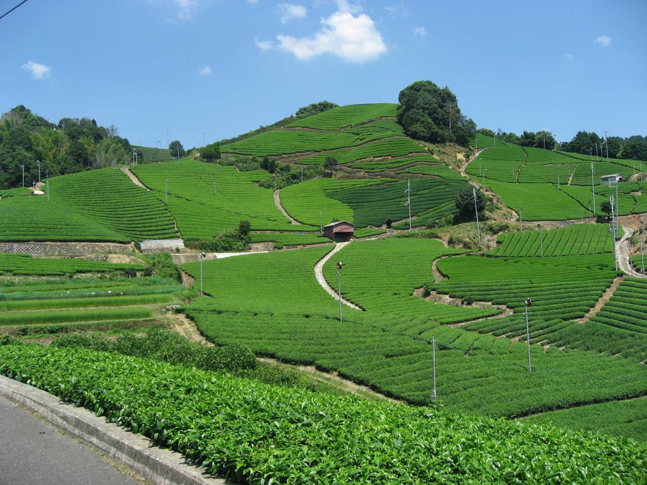 Plantation de thé Ishidera