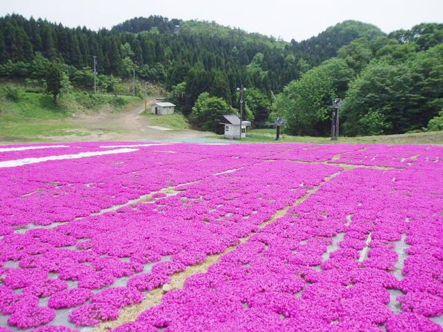 森林公園瑞士村