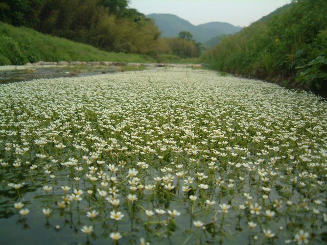 "Experience the White Baikamo Flowers on the Clear River Waters"