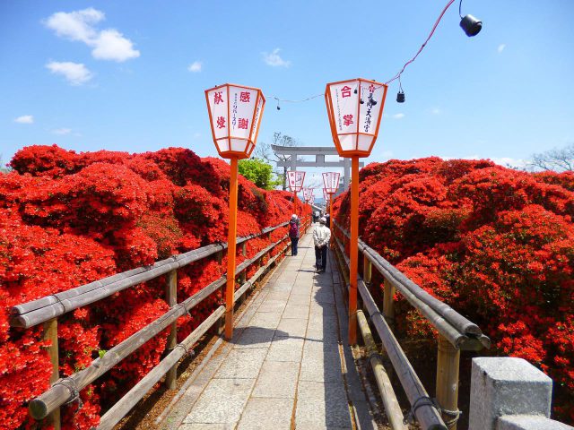 Flower viewing at Nagaoka Tenmangu, a famous place for flowers