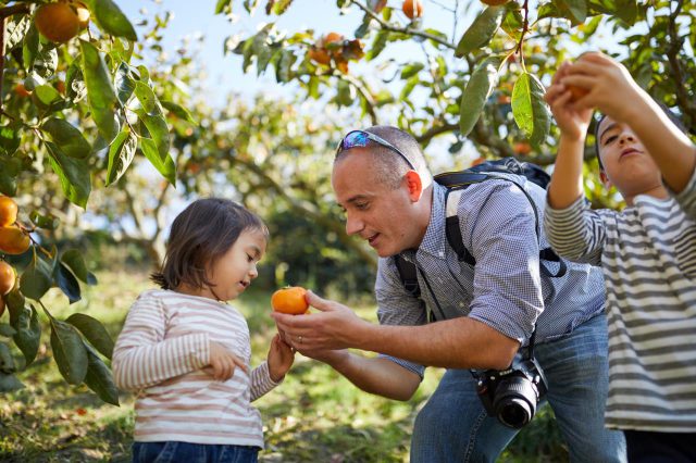 Cueillette de maïs (fruits ou légumes selon la saison)