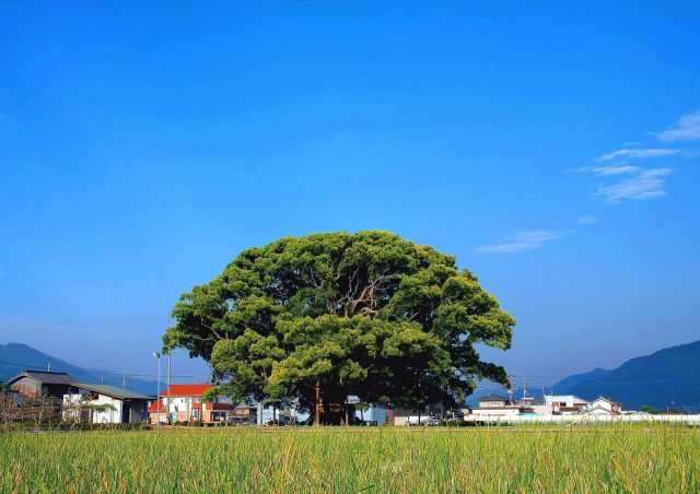 Kamono Camphor Tree