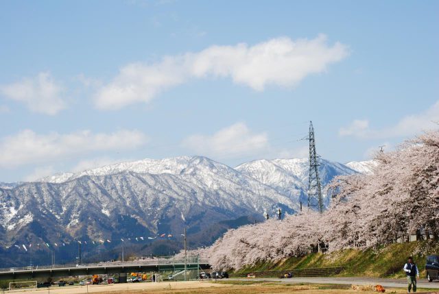 Benten Cherry Blossom Trees