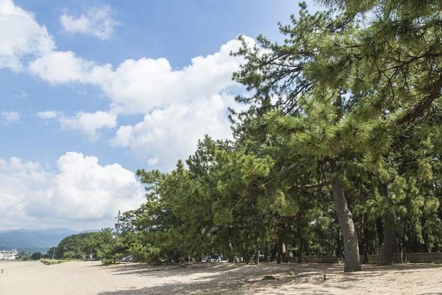 Kehi-no-Matsubara Pine Tree Park