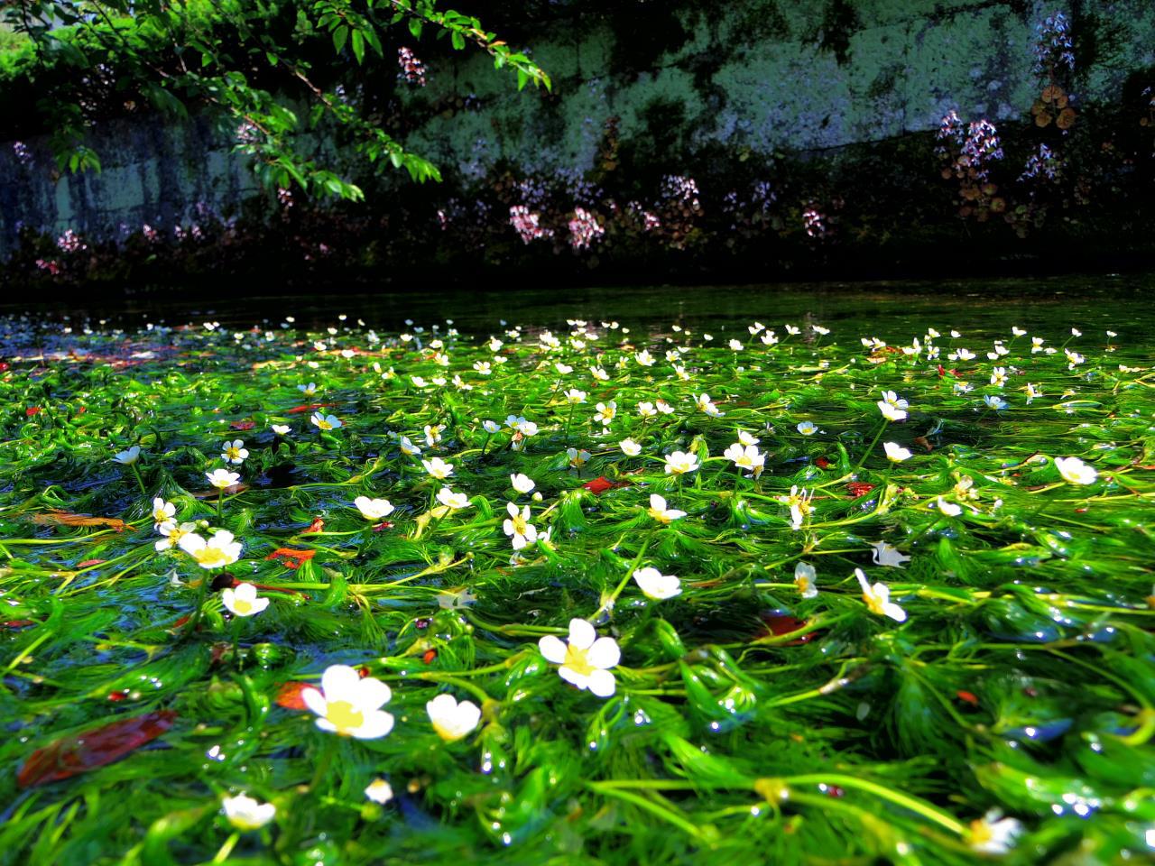 Algas de flor de ciruelo Samegai