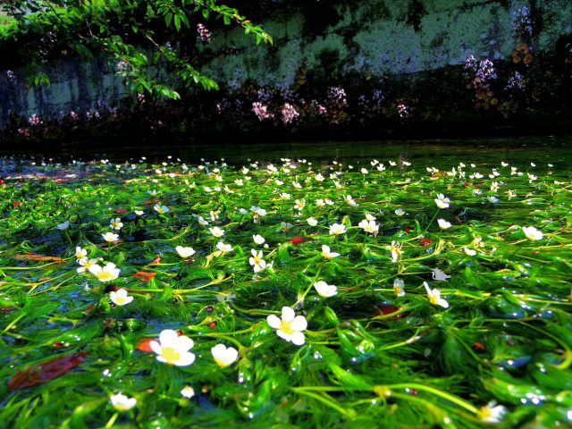 Algue fleur de prunier Samegai