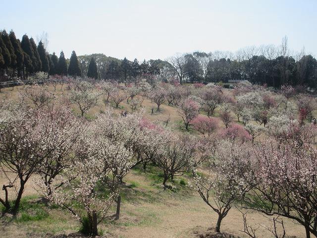 石ケ谷公園 梅園