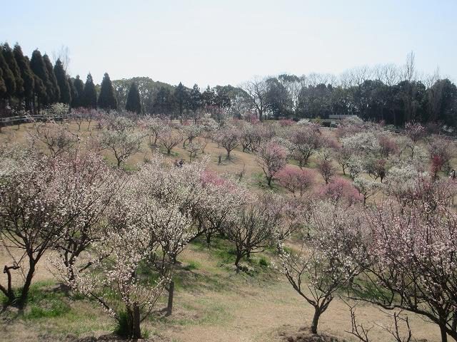 石谷公园梅园