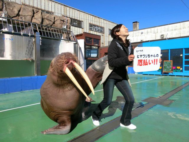 伊勢夫妻岩親近水族館 伊勢海洋樂園