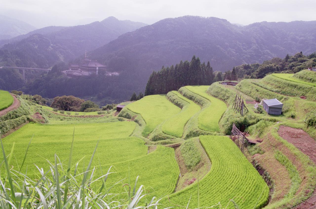 Terrazas de arroz de Wasao