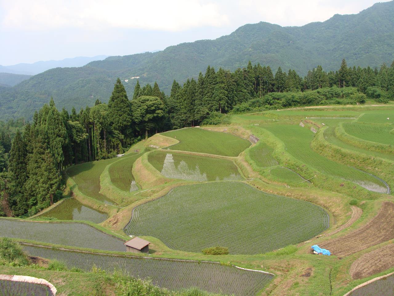 Campos de arroz en terrazas de Uheyama