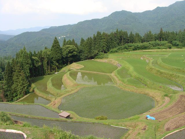 Nukida Rice Terrace on Mt. Uhe