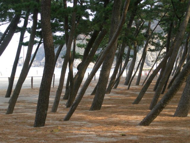 Jardín de pinos de la playa de Hamasaka