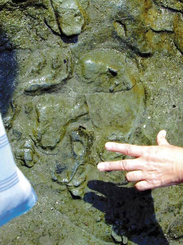 Shitahama Beach (Trace Fossils of Currents and Animal Tracks)