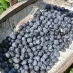 Expérience de cueillette de fruits (jardin fruitier Tango)