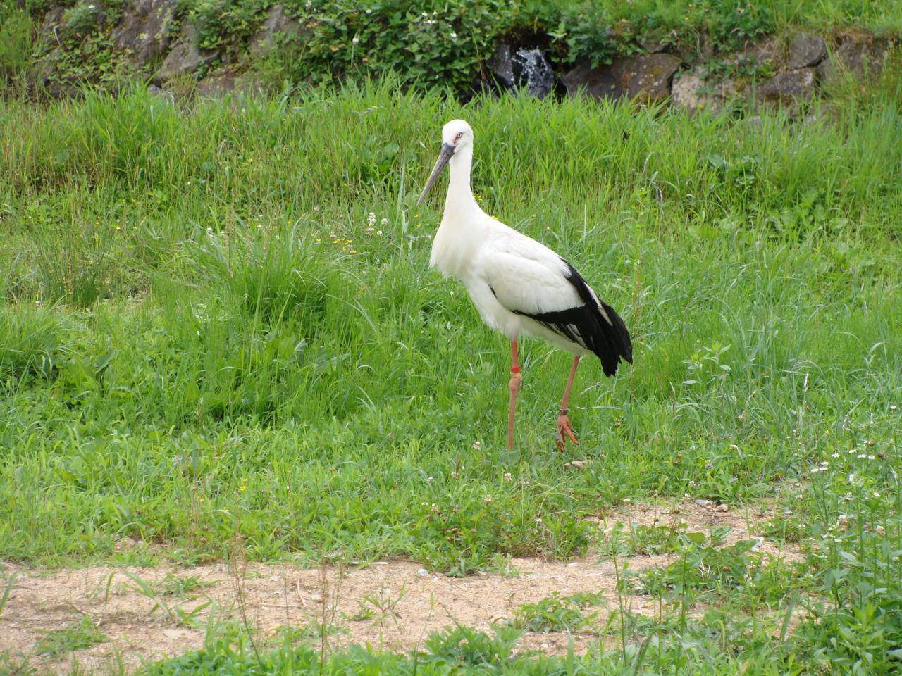 Parque de la aldea de cigüeñas de la prefectura de Hyogo