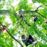Forest Sport: "Treeing" (Hachikita Tourism Association)