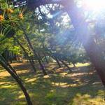 Bentenhama Beach Campsite