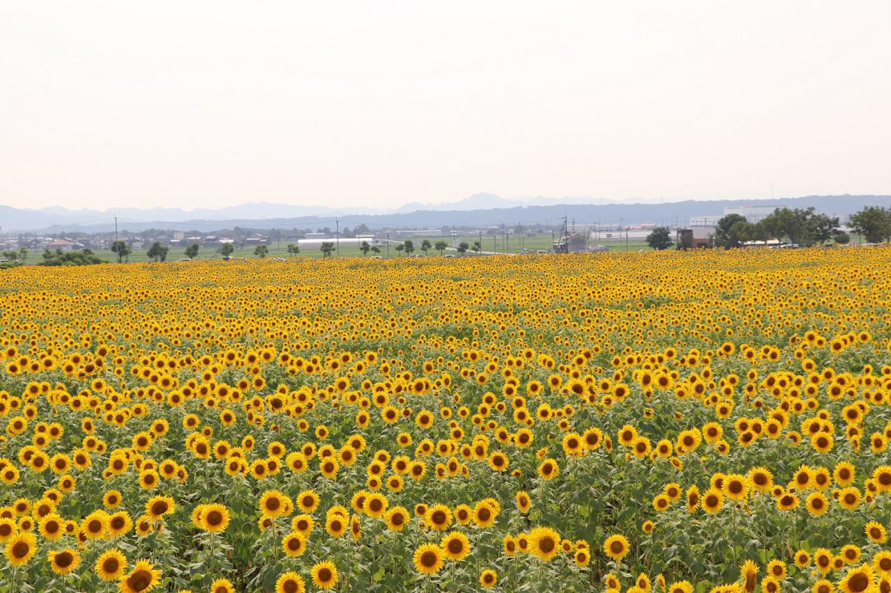 Enjoy seasonal flowers! - Sunflower Hill Garden