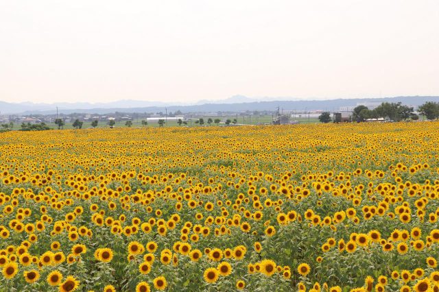 Profitez des fleurs de saison!-Himawari no Oka Park