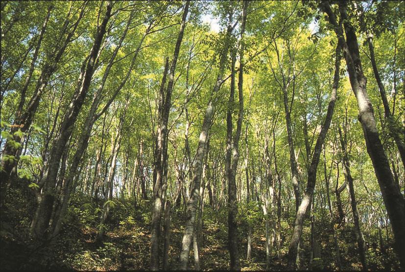 Forêt de hêtres d'Uchiyama