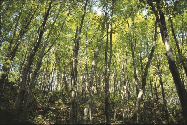 Uchiyama Beechwood Forest