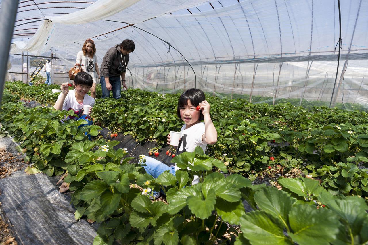 Recolección de frutas (fresas) - Kishigawa Strawberry Picking Association