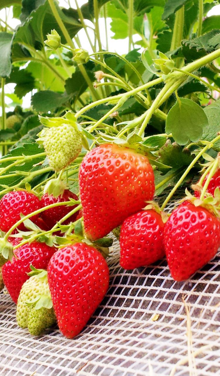 Recogida de frutas (fresas, melones, naranjas)