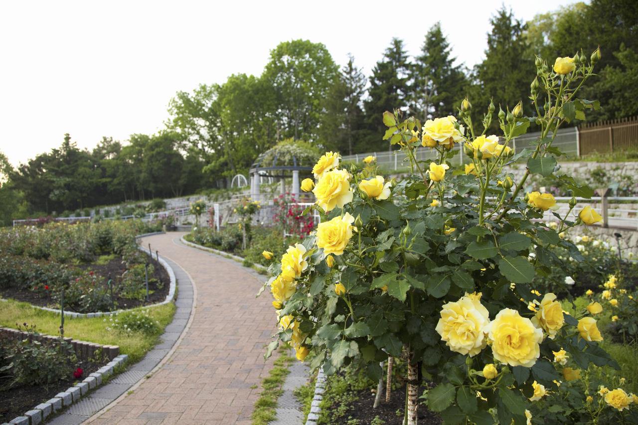 Exposición de flores Parque Memorial Tsurumi Ryokuchi