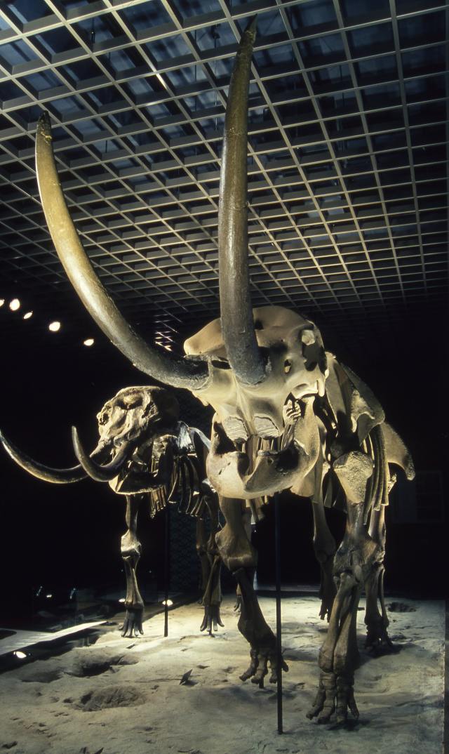 常設展示室で展示している、アカシゾウの骨格標本模型