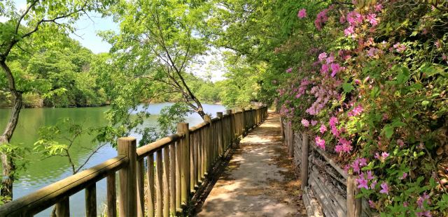 【芽ぶきの森】バリアフリーの園路もあり、どなたでも散策が楽しめます。