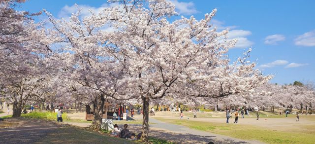 【芝生広場】3月末～4月上旬、約300本の桜が咲き誇ります。