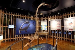 常設展示室にあるモササウルス全身骨格（レプリカ）
