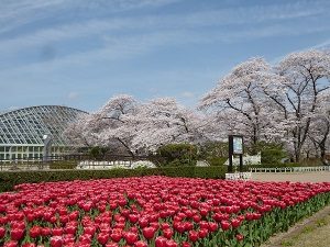 京都府立植物園