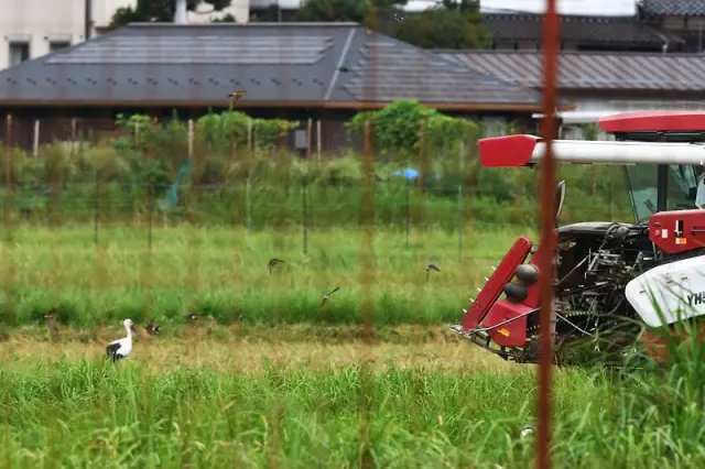 春、秋、田んぼを耕すとコウノトリが後ろをついて歩きます。豊岡市内の各地でこんな風景が見られます。